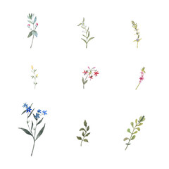 Paint set of watercolor flowers and leave on background. Paint watercolor texture. Botanical art. Use for design invitations, birthdays, weddings
