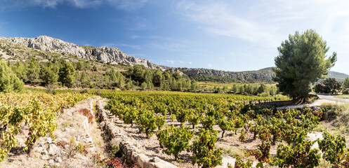 Vignoble à Vingrau