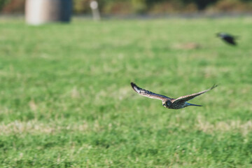 Turmfalke Nahaufnahme