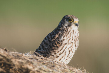 Turmfalke Nahaufnahme