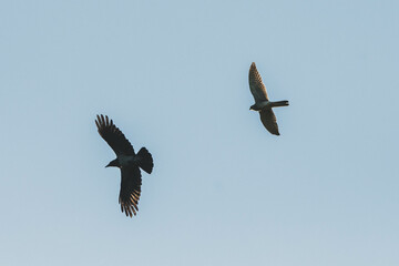 Turmfalke Nahaufnahme