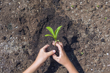 Kids hands planting seedling in soil. Environment Earth Day. Save planet concept. Child caring young tree on ground.