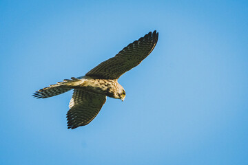 Obraz premium turmfalke, falke, kestrel, vogel, bird, greifvogel, raptor, fliegen, feder, feather, schnabel, flügel, jagen, hunt, natur, wild lebende tiere, wild, gras, tier, braun, park, green, flughafen, tempelho