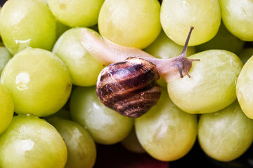 Small snail is crawling over the berries of white grapes.