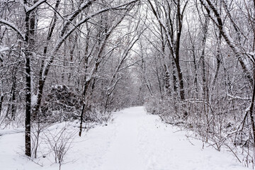 Pathway through a winter park. Snow covered trees in the grove.