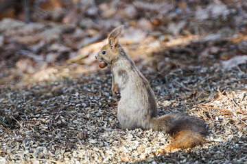 Naklejka premium どんぐりを咥えるリス①