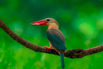 Kingfisher on a branch in the forest of Thailand