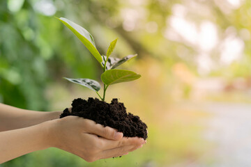 Hand holding black soil and green sapling. Plant trees for good nature and environment. world environment day