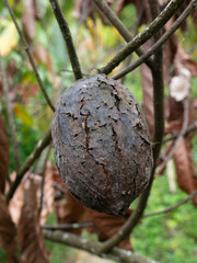 Damaged cacao or cocoa pod in the plantation in Indonesia.