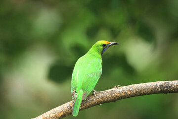 Leafbird on a branch in a tropical jungle, Thailand.
