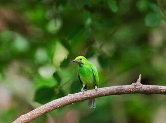 Leafbird on a branch in a tropical jungle, Thailand.
