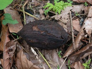 Damaged cacao or cocoa pod in the plantation in Indonesia.