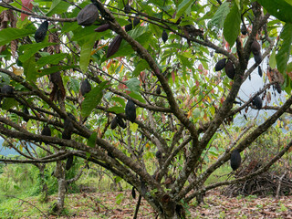 Cacao or cocoa pod in the plantation in Indonesia.