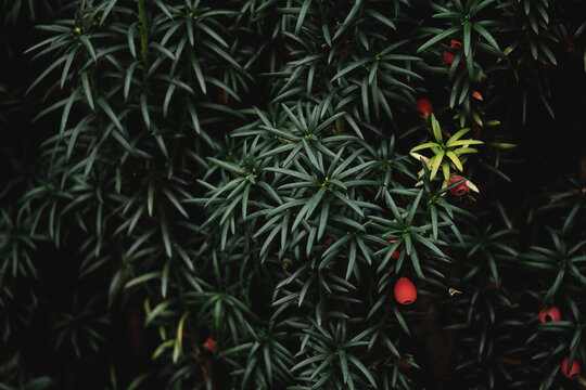 Taxus Baccata dark green foliage and bright red seed cones arin