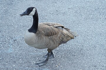 Goose standing on pavement alone with head turned to side.  Branta canadensis outside.  Canadian bird portrait detail.