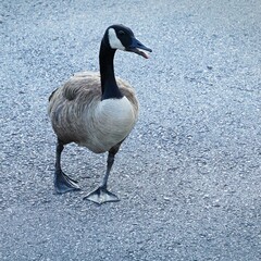 Wild goose body closeup.  Bird walking with black beak open.  Wildlife in human environment context concept.