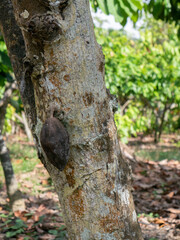 Cacao or cocoa pod at the plantation in Indonesia.