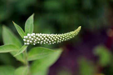 Naklejka premium 애벌레, 곤충, 네이처, 매크로, 나비, animal, 나뭇잎, 벌레, 식물, 야생 동물, 버그, 근접, yellow, 여름, 뜰, 검다, 해충, flower, 나방, 나비목