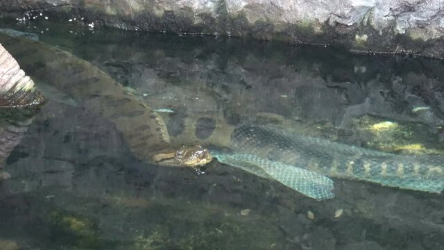 Green anaconda (Eunectes murinus) in the water. Shedding and molting of snake skin. Snake scale.