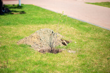 Planting trees in the urban space. Spring work in the park. A stalk of a young tree in a planting hole.