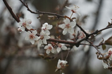 blossom in spring