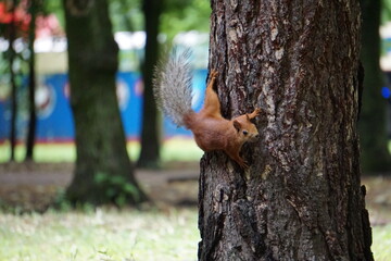 squirrel in the tree