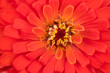 autumn flower of gerbera and calendula close-up, macro