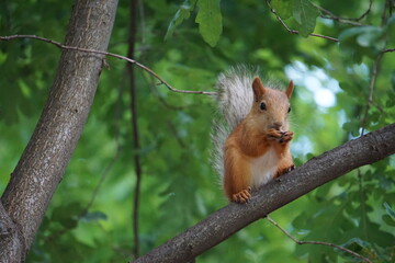 squirrel on a tree