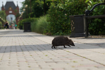 hedgehog © Дмитрий Лобанов