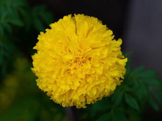 french marigolds flower in garden