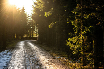 Fototapeta premium Waldspaziergang im Herbst