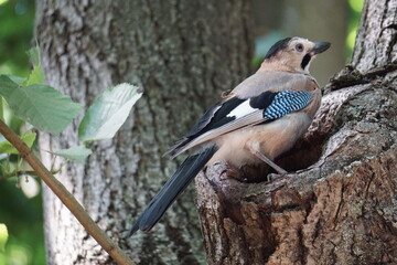 
jay on a tree
