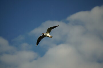 seagull in flight
