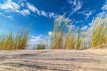 grass on the beach