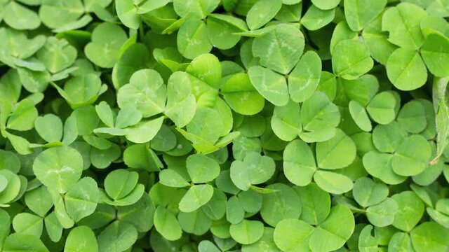 Irish clover grows on the ground as a natural background, slow motion, natural background. Patrick's day concept