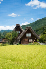 Rural area in Japan with traditional wooden houses and rice fields. Shirakawa go, Japan