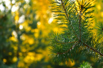 A pine branch in the autumn forest in October with a place for text