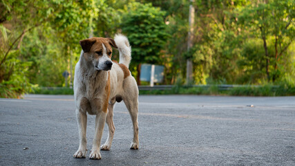 A stray dog strays abandoned with sad smart eyes on the street. unhappy with sad eyes on city streets