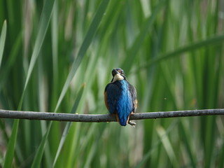 kingfisher (Alcedo atthis) perched on branch over pond