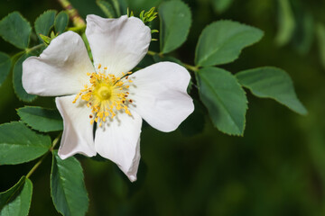 Flower and leaves of the dog rose. Canine or Caninae rose