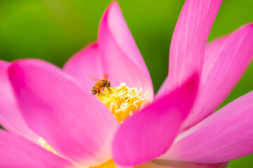 Fototapeta na wymiar The lotus and the bee