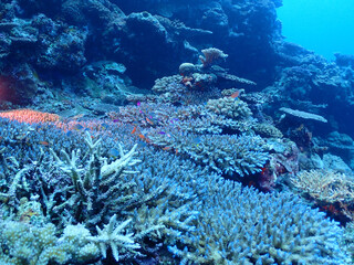 恩納村海底のサンゴと熱帯魚（沖縄）