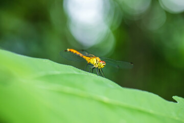 Dragonflies perching on leaves.