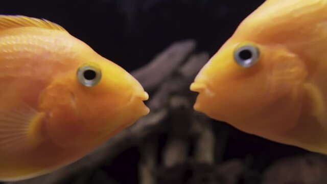Red Parrot Cichlid. Two fish kiss. Close-up.