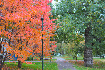 autumn trees in the park
