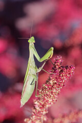 Insect green praying mantis close-up