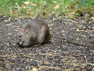 brown rat (Rattus norvegicus) feeding on woodland floor