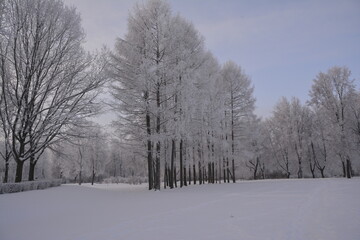 snow covered trees