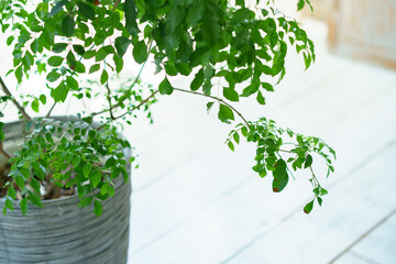 室内に置かれた鉢植えの観葉植物