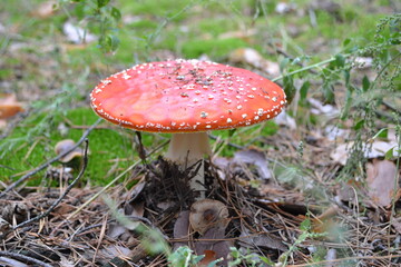 A large red mushroom-fly agaric.
